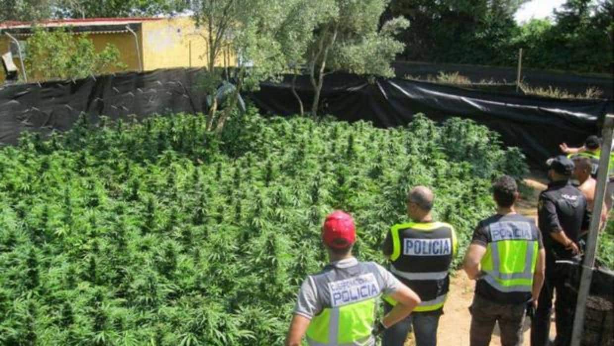 Sevilla ocupa la sétima posición en cuanto a incautaciones de marihuana en España