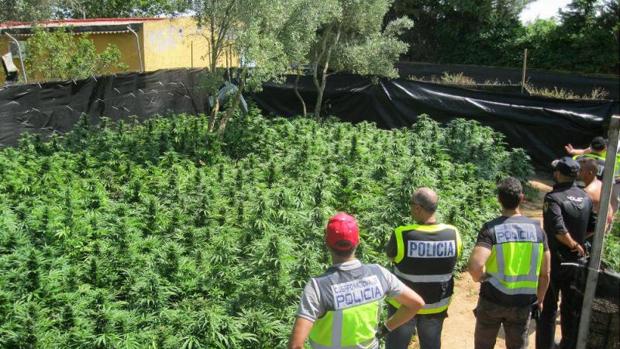 Sevilla es la séptima provincia de España donde más marihuana se ha inacutado