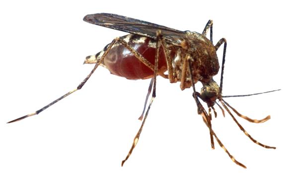 Detectan por primera vez la presencia del mosquito tigre en Sevilla