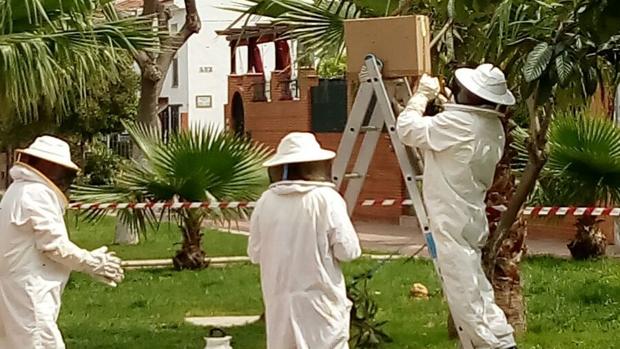 El Zoosanitario retira más de medio millar de enjambres de abejas y avispas en Sevilla desde 2017
