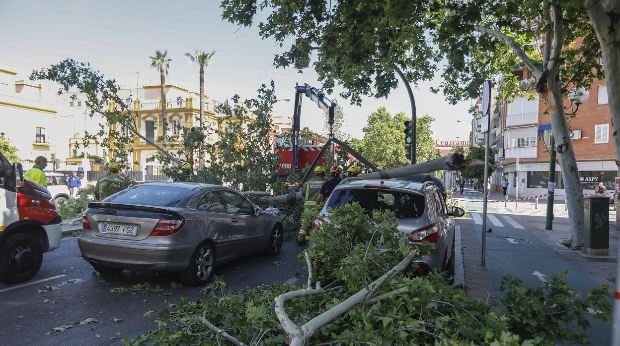 Ramas de árboles caídas sobre coches en la avenida de la Cruz del Campo