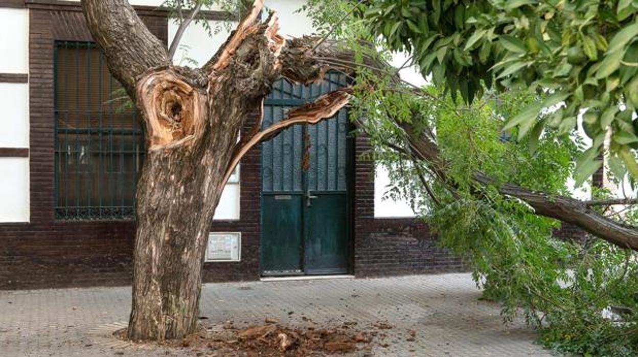 El Ayuntamiento reforzará el dispositivo de inspección tras la caída de una rama en Marqués de Nervión