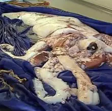 Calamar gigante hallado en Algeciras