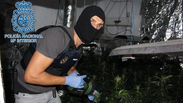 Desmanteladas diez plantaciones de marihuana en pisos de las Tres Mil Viviendas de Sevilla