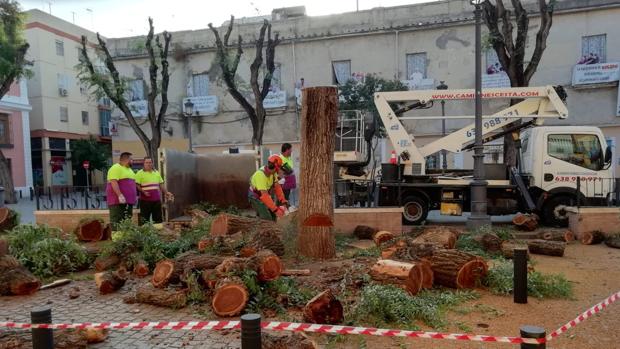 Parques y Jardines llevará a cabo este verano el apeo de medio millar de árboles en mal estado en Sevilla