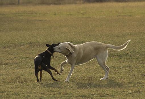 Zona de esparcimiento canino en el parque