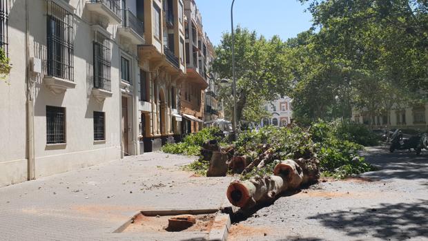 Los vecinos de la avenida de Cádiz exigen explicaciones al Ayuntamiento contra la tala de 18 árboles