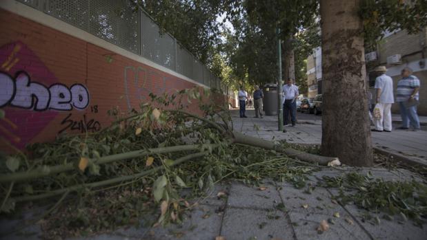 PP y PSOE se enredan en las ramas del reproche recíproco sobre la situación del arbolado de Sevilla