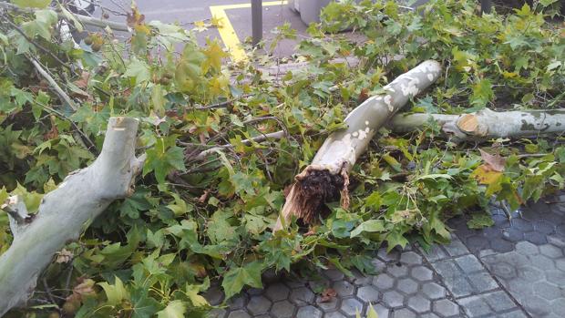 Un árbol de grandes dimensiones cae sobre la vía en la avenida de la Borbolla de Sevilla