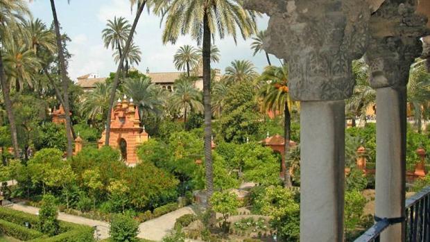 El Partido Popular pide un programa anual de revisión del arbolado en el Alcázar