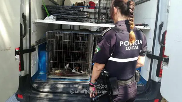 La Policía Local rescata a cinco perros que vivían en una pésimas condiciones en una vivienda de Sevilla
