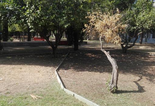 Árbol seco en un parterre del parque de la Buhaira