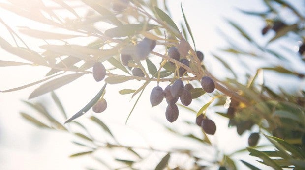 ¿No has probado aún el aceite de Montellano? Esto es lo que te estás perdiendo
