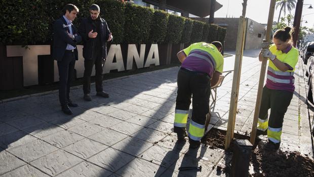 El Ayuntamiento de Sevilla inicia la plantación de casi 10.000 árboles y arbustos hasta abril