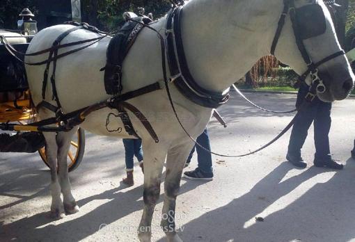 El caballo resultó ileso pese a lo aparatoso del accidente