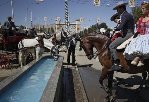 Caballista lleva a su caballo a beber agua en la Feria