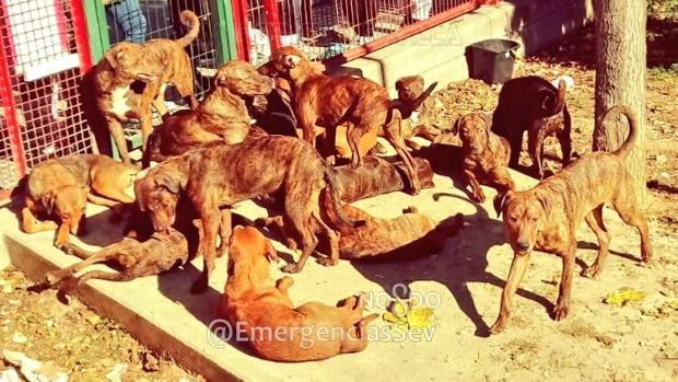 Abandonan 18 perros de razas potencialmente peligrosas en un parque infantil de Sevilla