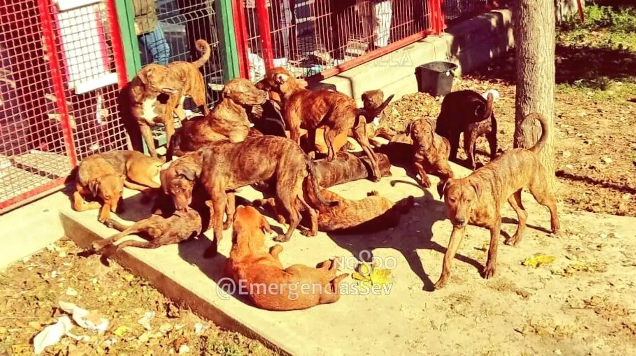 Los perros aparecieron en un parque infantil sito en la confluencia de Avenida Manuel del Valle con calle Tharsis