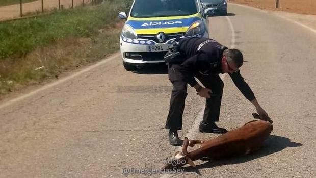 Aparece una cabra atada en la carretera del aeropuerto de Sevilla