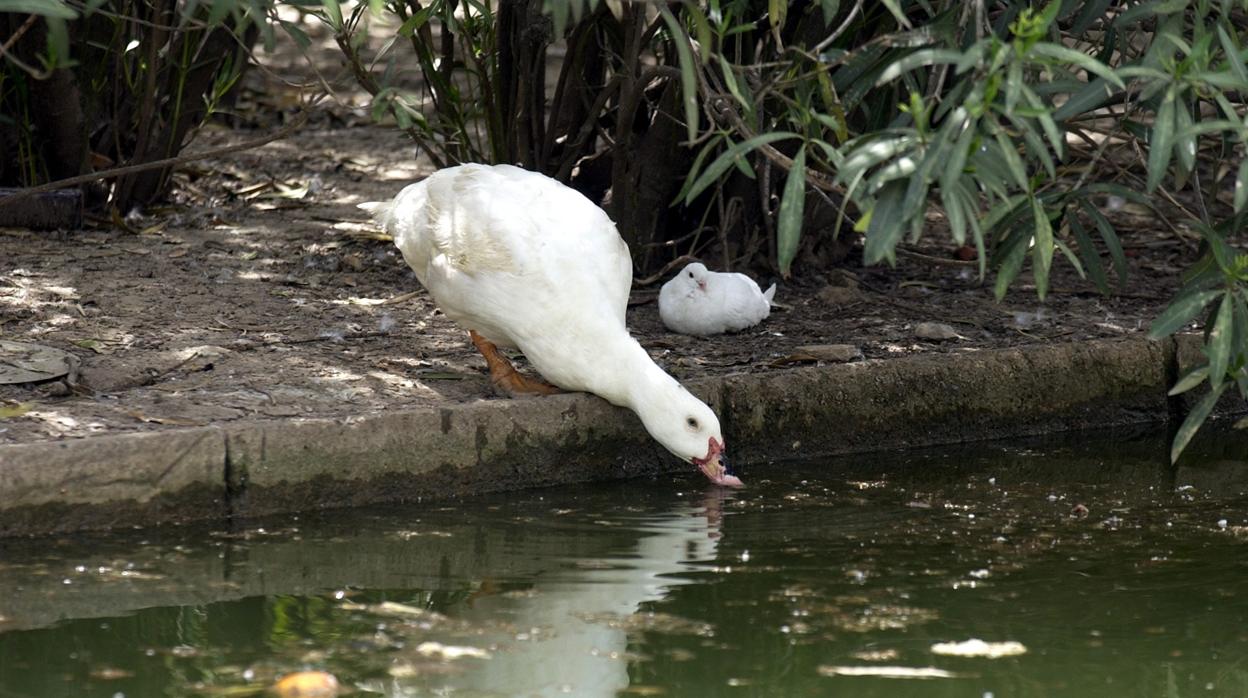 Patos, en el estanque del Parque de los Príncipes