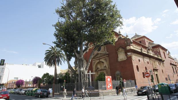 El ficus centenario de la parroquia de San Jacinto en Sevilla es «un peligro público»