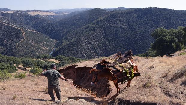 El centenario oficio de la saca del corcho en los montes sevillanos