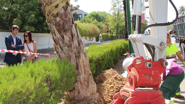 El Ayuntamiento de Sevilla volverá a plantar nuevos ejemplares de palmeras en la avenida de la Palmera