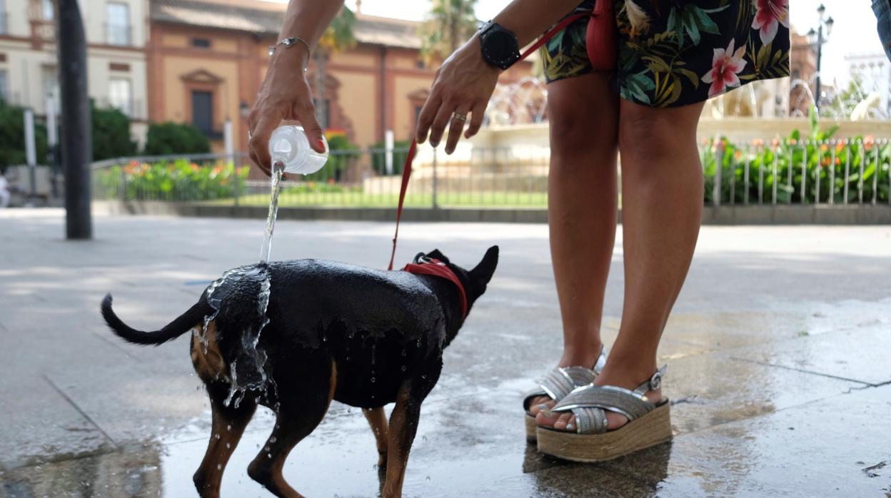 Una mujer refresca a su perro en una fuente esta tarde en Sevilla