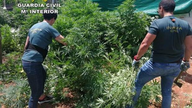 Ocupan ilegalmente una parcela de Almensilla para cultivar marihuana