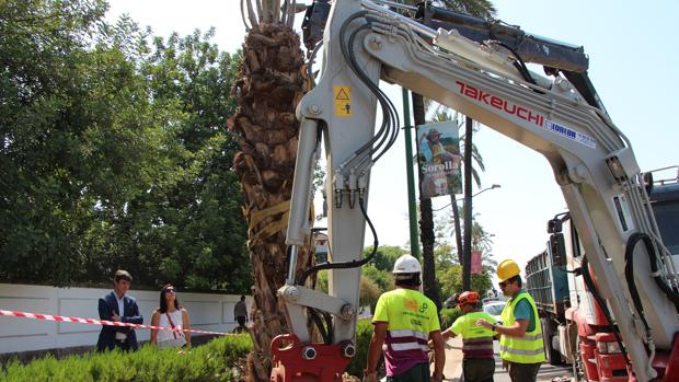 El gobierno de Espadas rebate el informe sobre el arbolado y dice que ha plantado 10.500