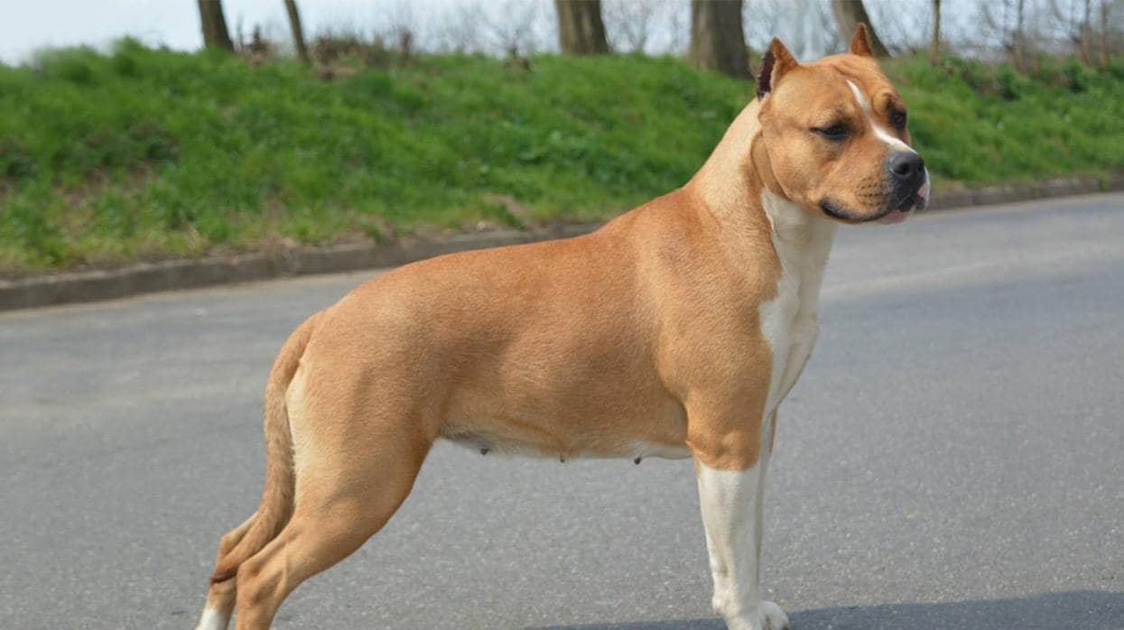 Ejemlpar de American Staffordshire Terrier