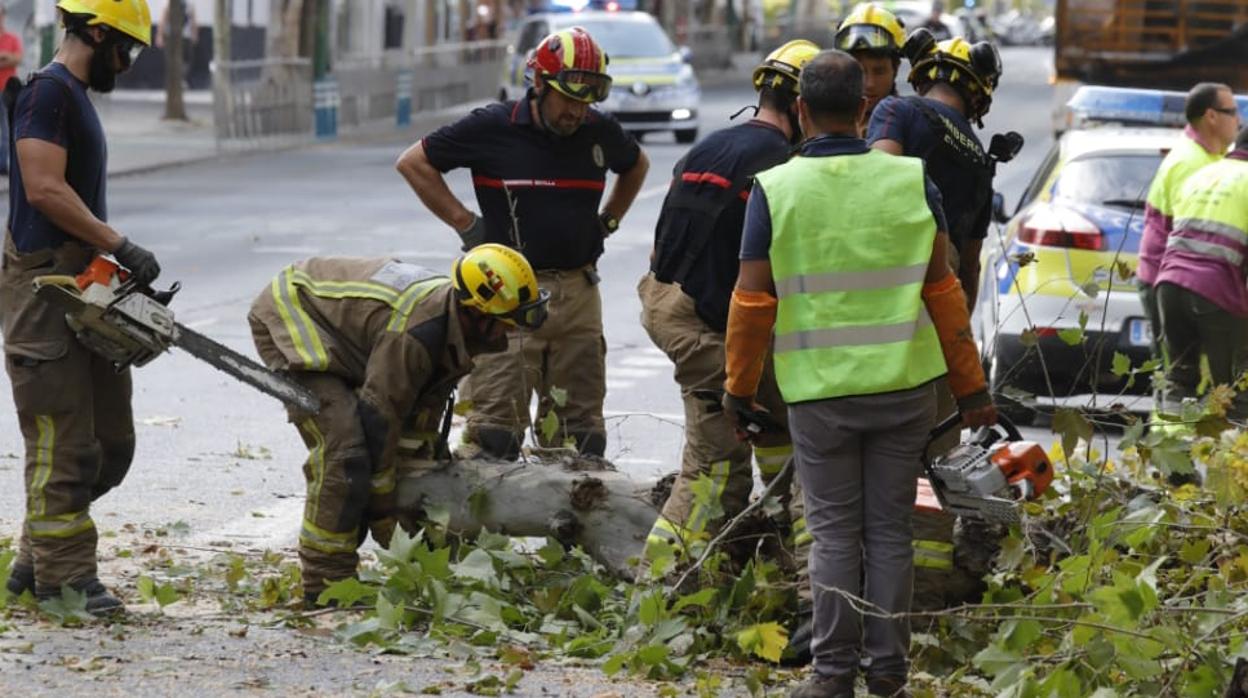 Los bomberos troceando la rama para poder liberar la carretera