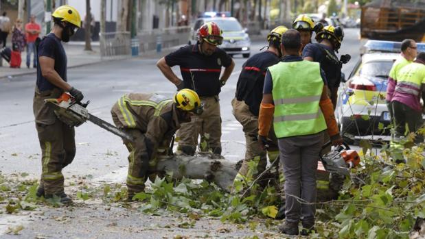 Una rama de grandes dimensiones cae en la Resolana y provoca el corte total de la avenida