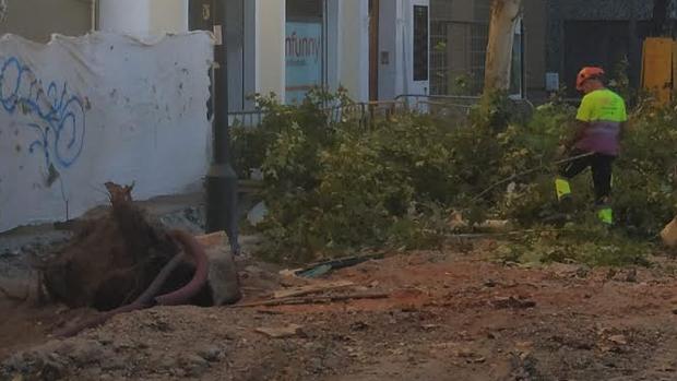 Inseguridad en el entorno de la plaza de la Gavidia por el mal estado de la arboleda