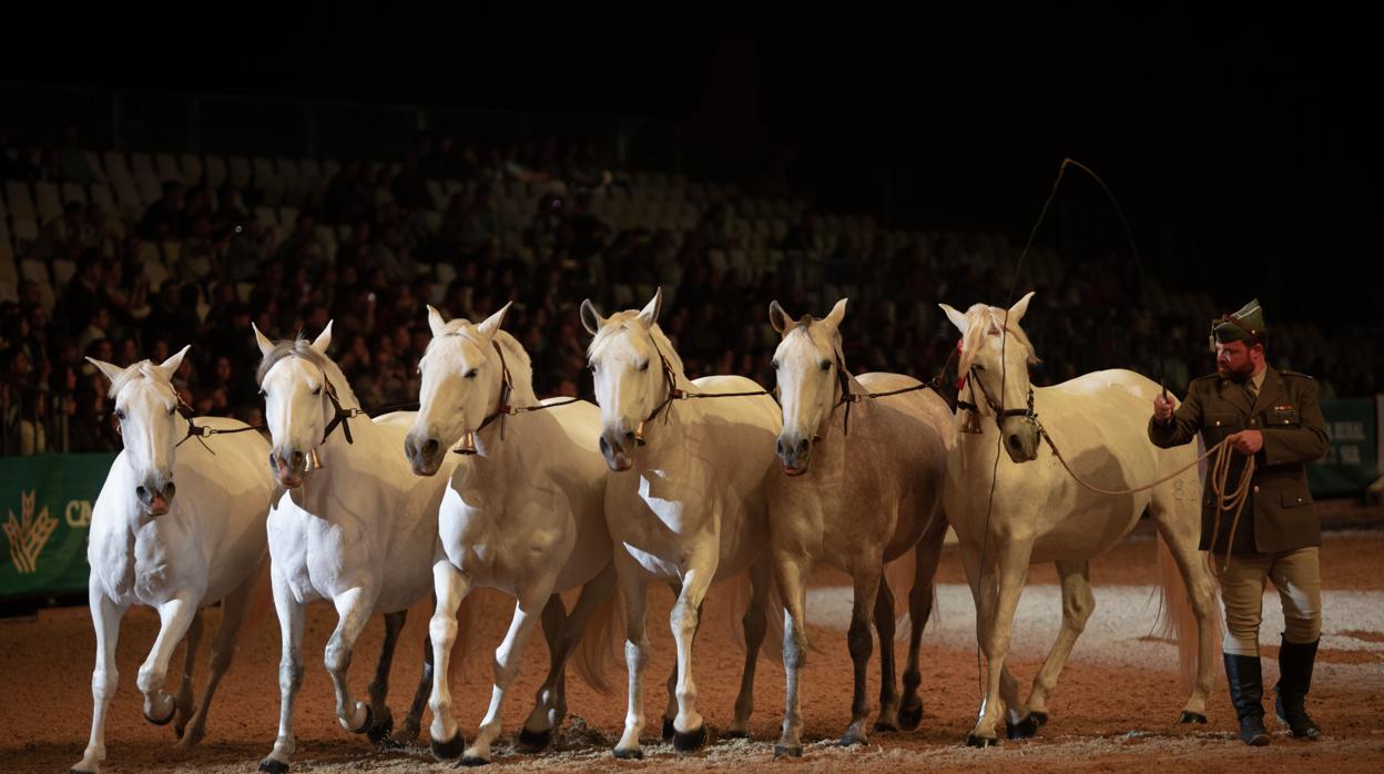 Caballos de pura raza en Sicab 2018