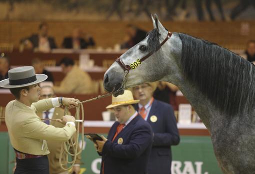 Sicab Sevilla 2019: Todo lo que tienes que saber sobre el Salón del Caballo Pura Raza Española