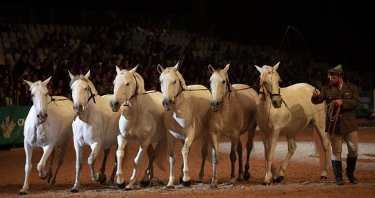 Yeguas de la Yeguada Militar