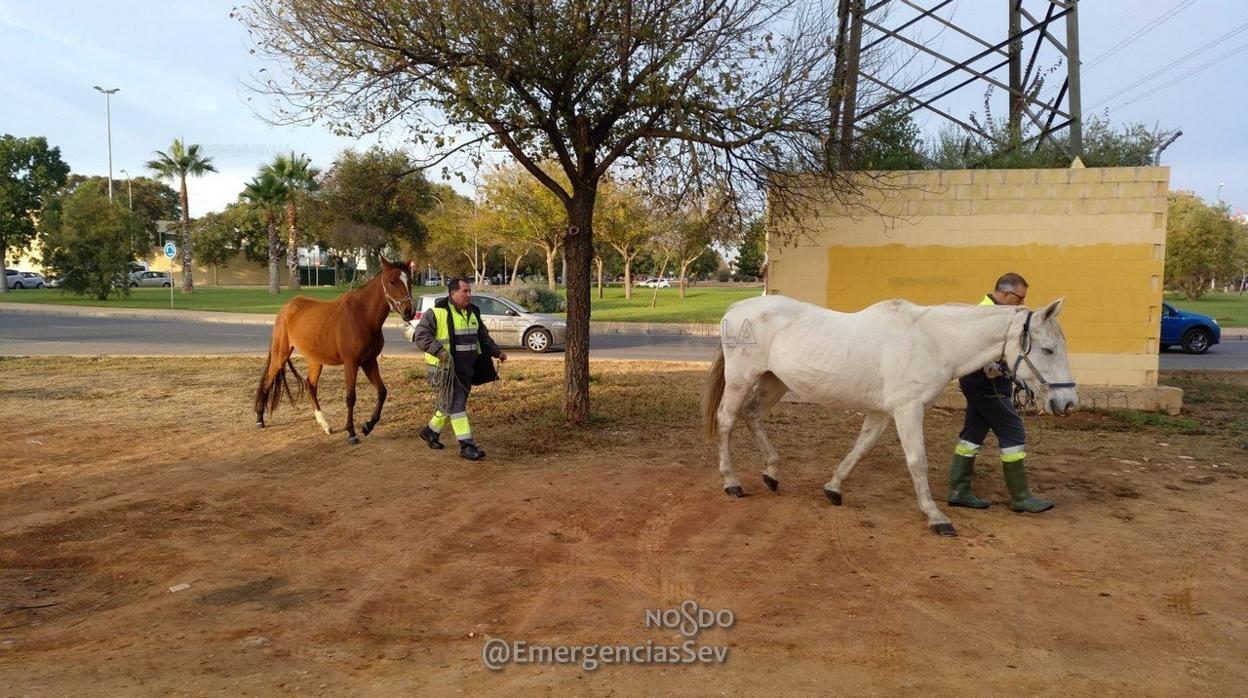 Rescatan a varios caballos que andaban sueltos en la avenida de la Ciencia de Sevilla Este