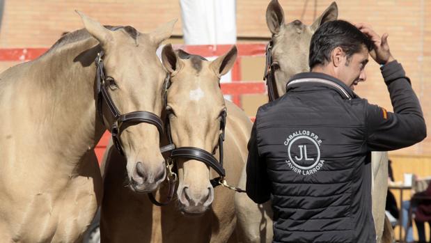 Sicab 2019: La cría y doma de caballos llegarán a la FP dual en Andalucía