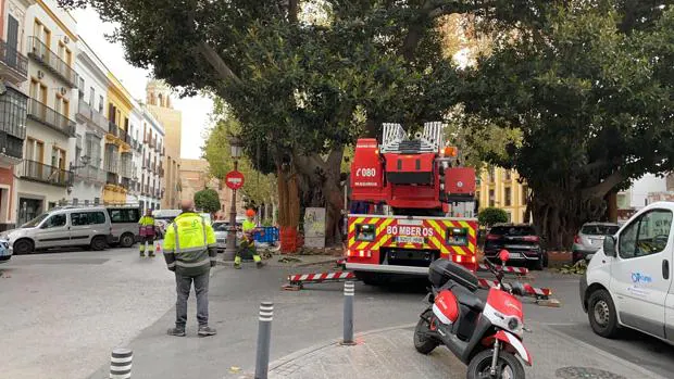 Borrasca Daniel: Un niño herido por la caída de un árbol en el Centro de Sevilla