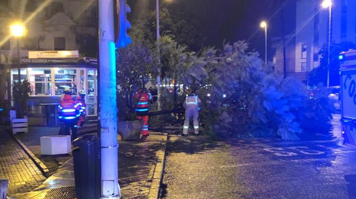 La caída del árbol sobre la calzada de la calle Arjona no ha causado heridos