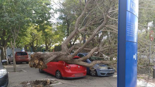 Un árbol de grandes dimensiones cae sobre dos coches en la Cartuja