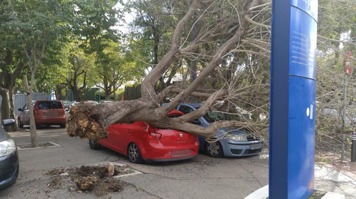 La imagen del árbol caído sobre dos vehículos en la Cartuja