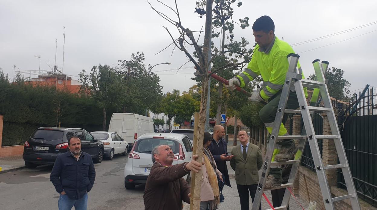 Un operario planta uno de los árboles que ya crecen en la calle Almotamid