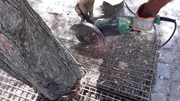 Liberados de adoquines y rejas un total de 415 alcorques de Sevilla