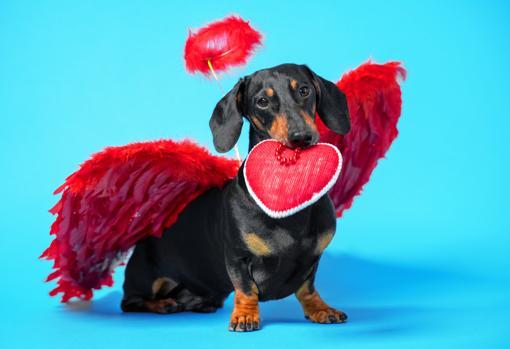 Un tierno teckel con un corazón en su hocico para declarar tu amor