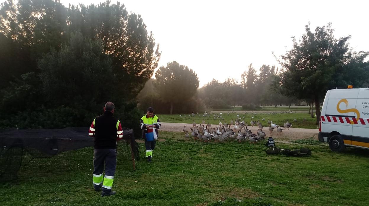 Gansos del Parque del Tamarguillo