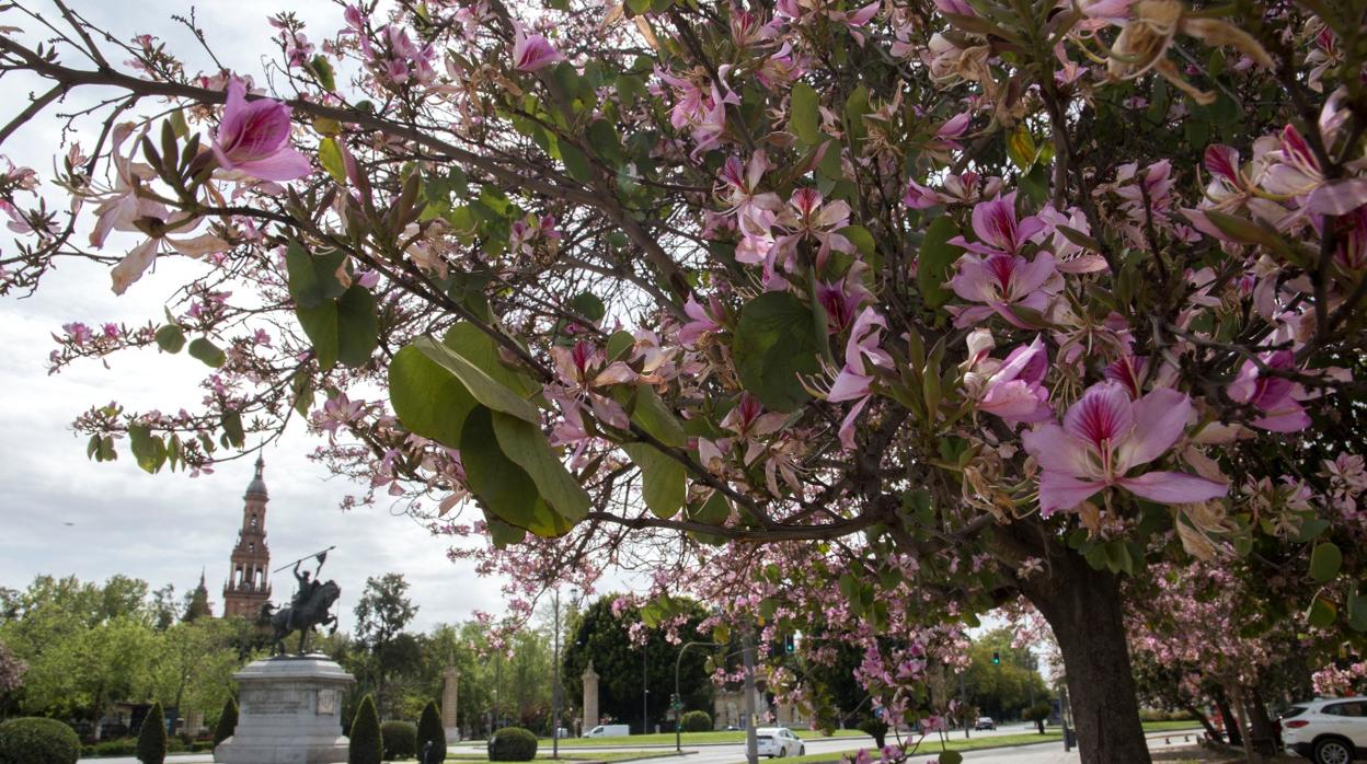 Un día de primavera en Sevilla