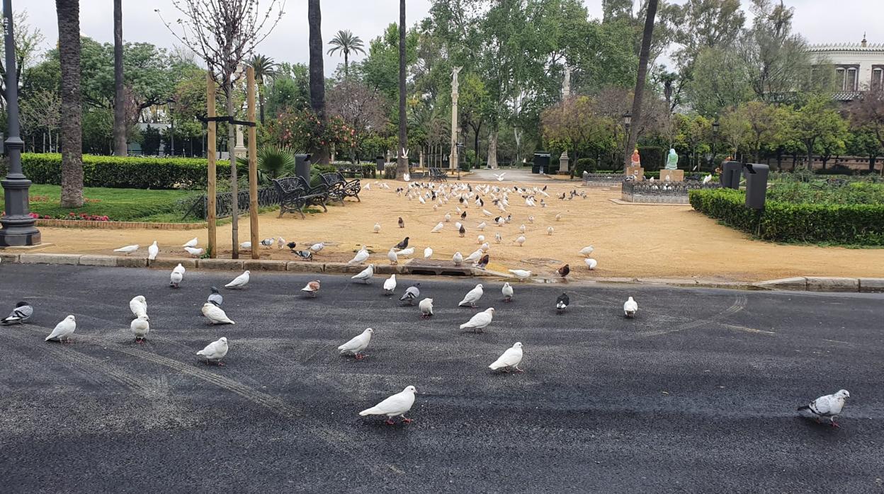 Nuevo asfalto en la Plaza de América del Parque de María Luisa