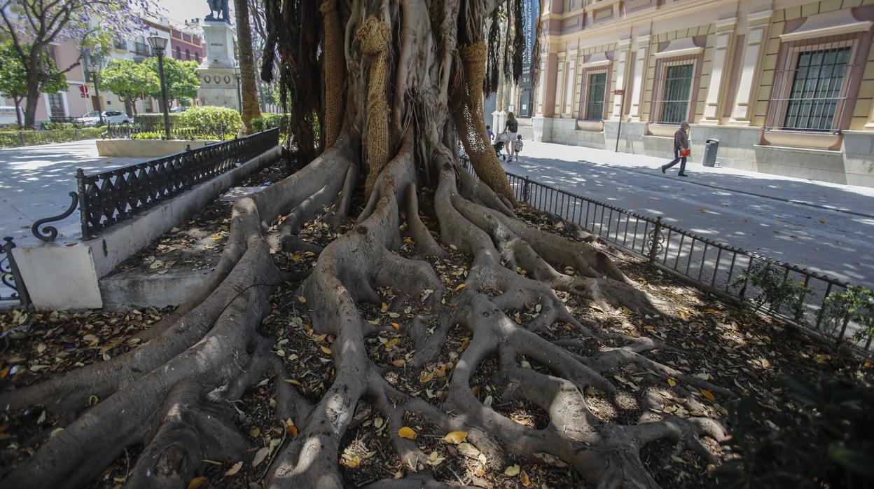 El ficus de la plaza del Museo tendrá un parterre más grande